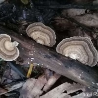 Trametes lactinea Berk. (1843)